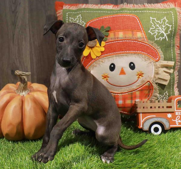 Italian Greyhound