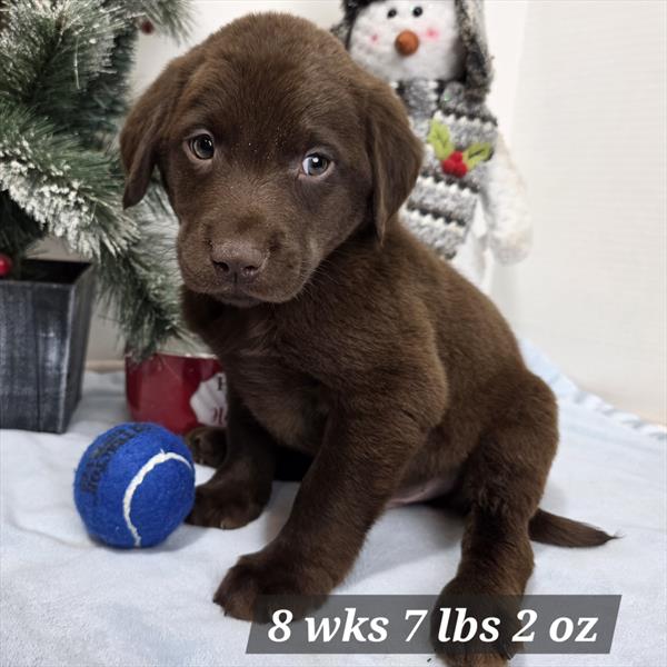 Labrador