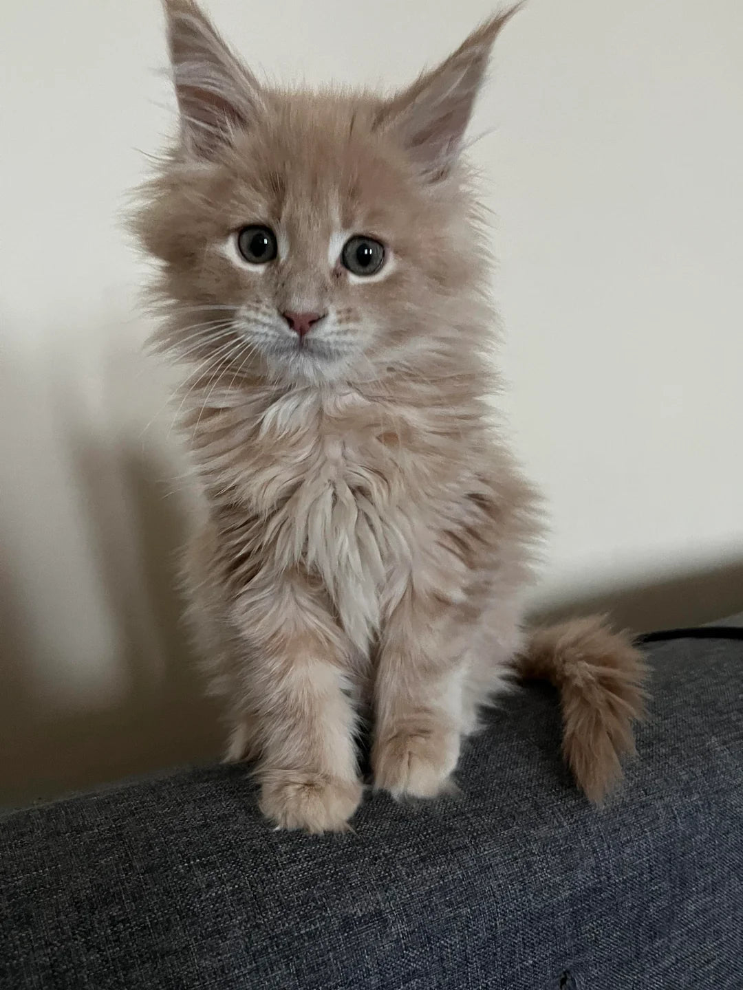 Maine Coon