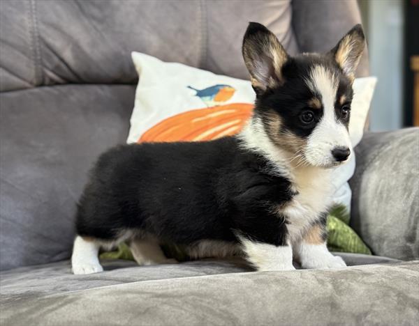 Cardigan Welsh Corgi/Pembroke Welsh Corgi