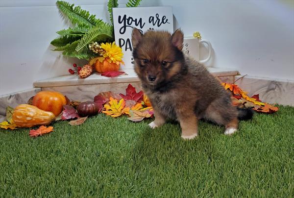 POMSKY