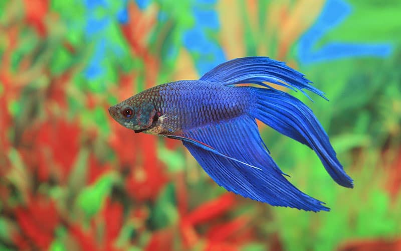 Regular Beta