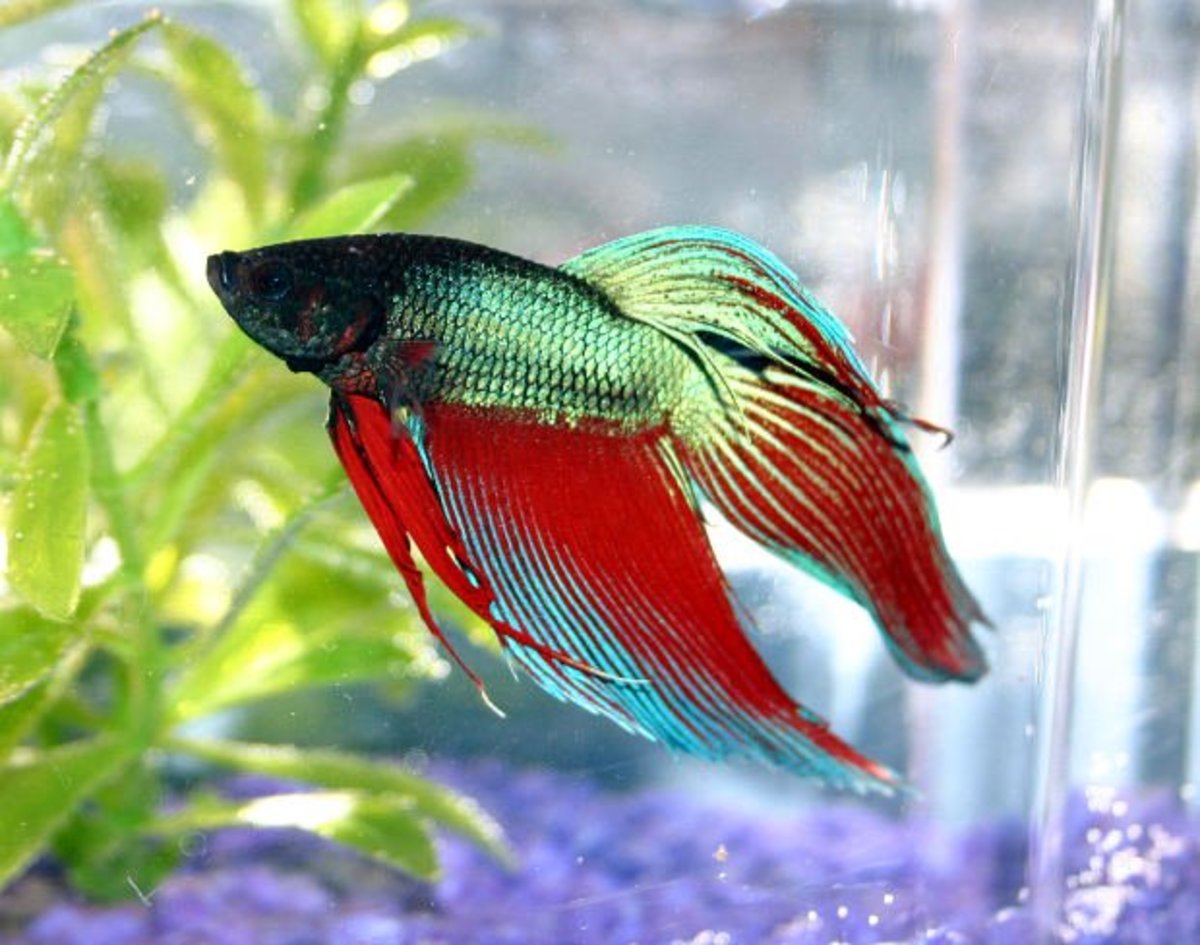 Regular Beta