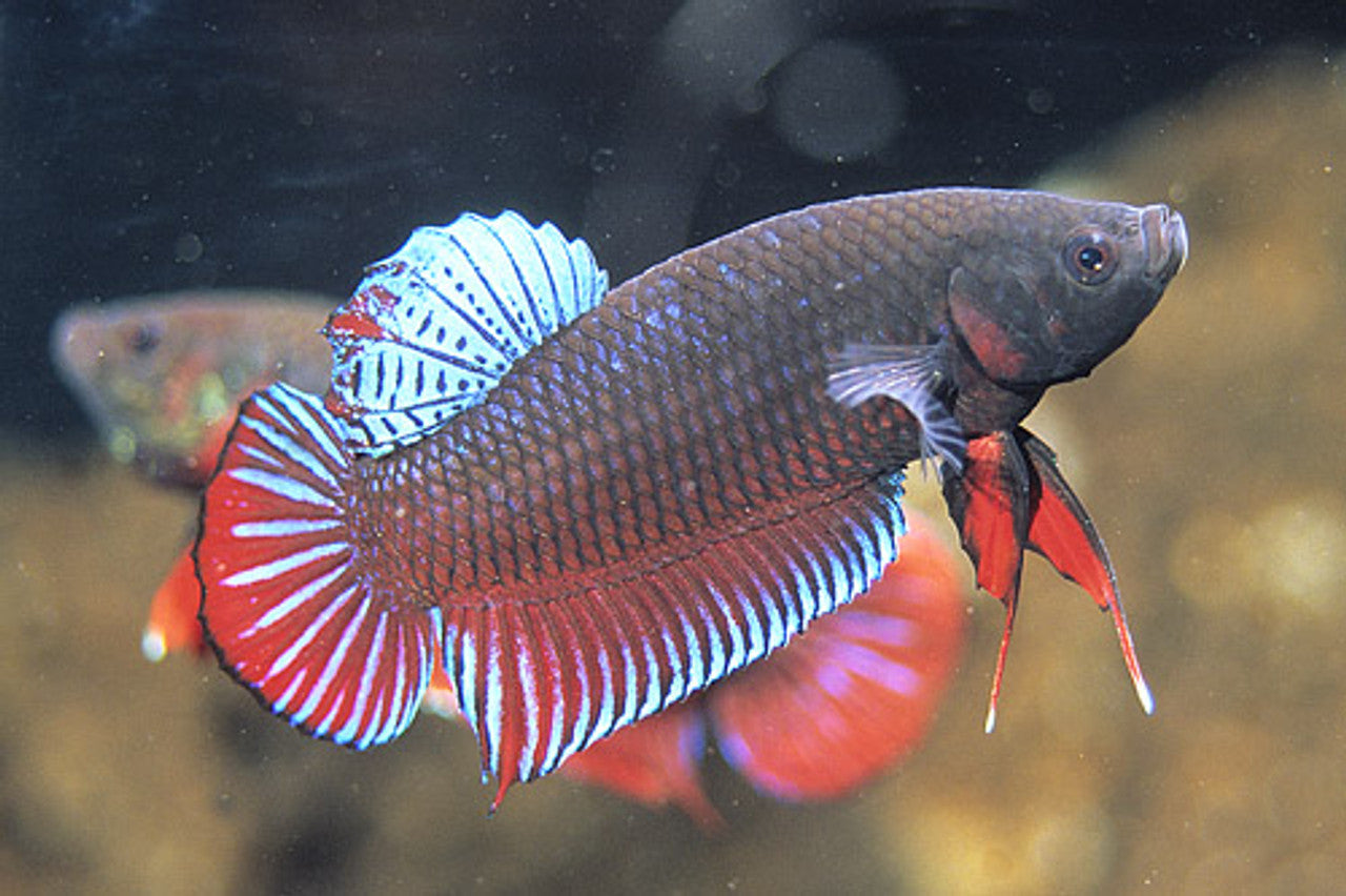 Regular Beta