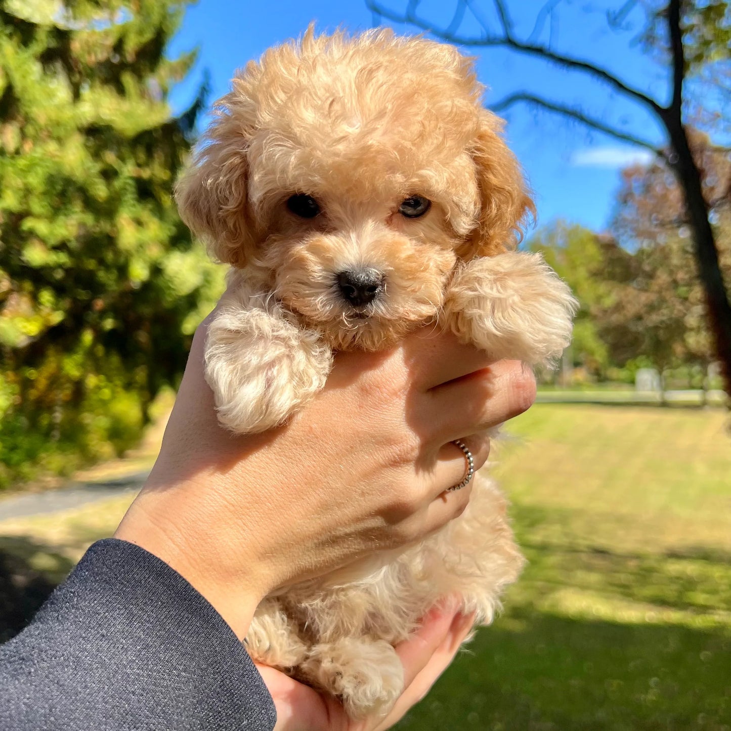 Toy Poodle