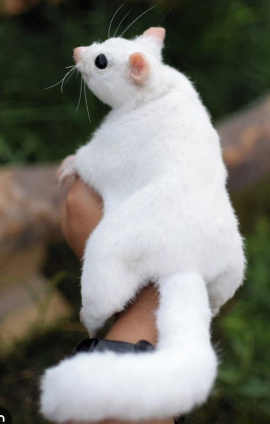 Sugar Glider (White Face)