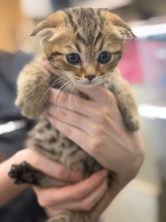 Golden Tabby Scottish Fold