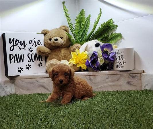 Mini Poodle