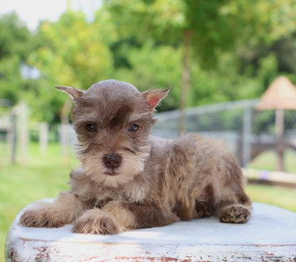 Mini Schnauzer