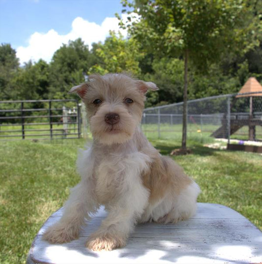 Mini Schnauzer