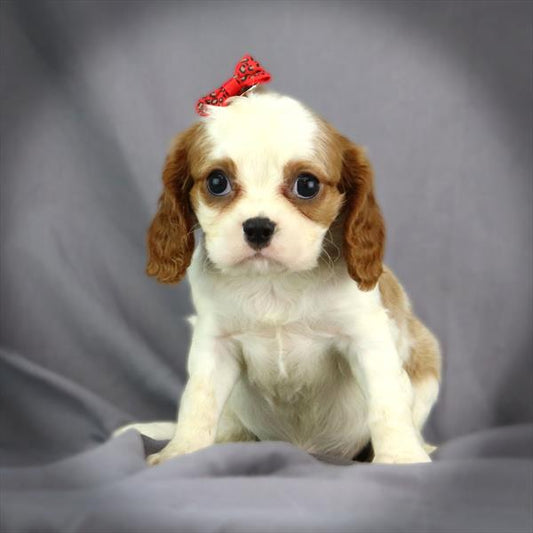 Cavalier King Charles