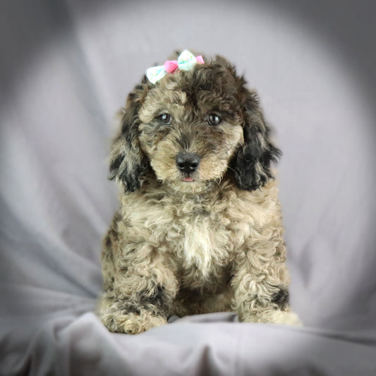 MINI LABRADOODLE