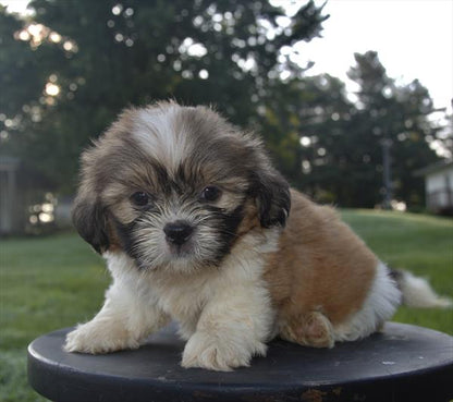 Shih Tzu