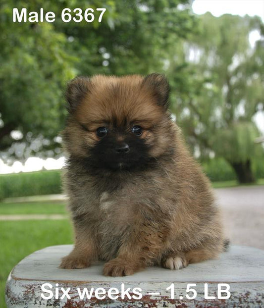 Pomeranian