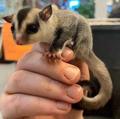 Sugar Glider