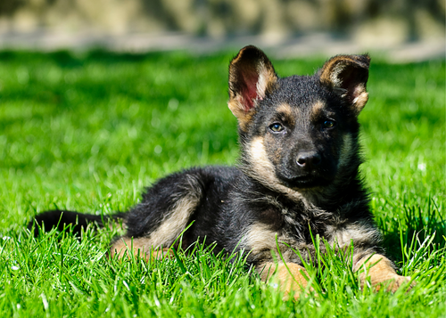 German Shepherd
