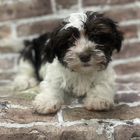 Havanese