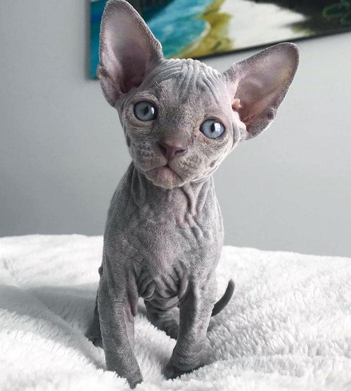 Sphynx