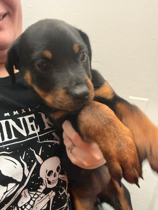 Rottweiler