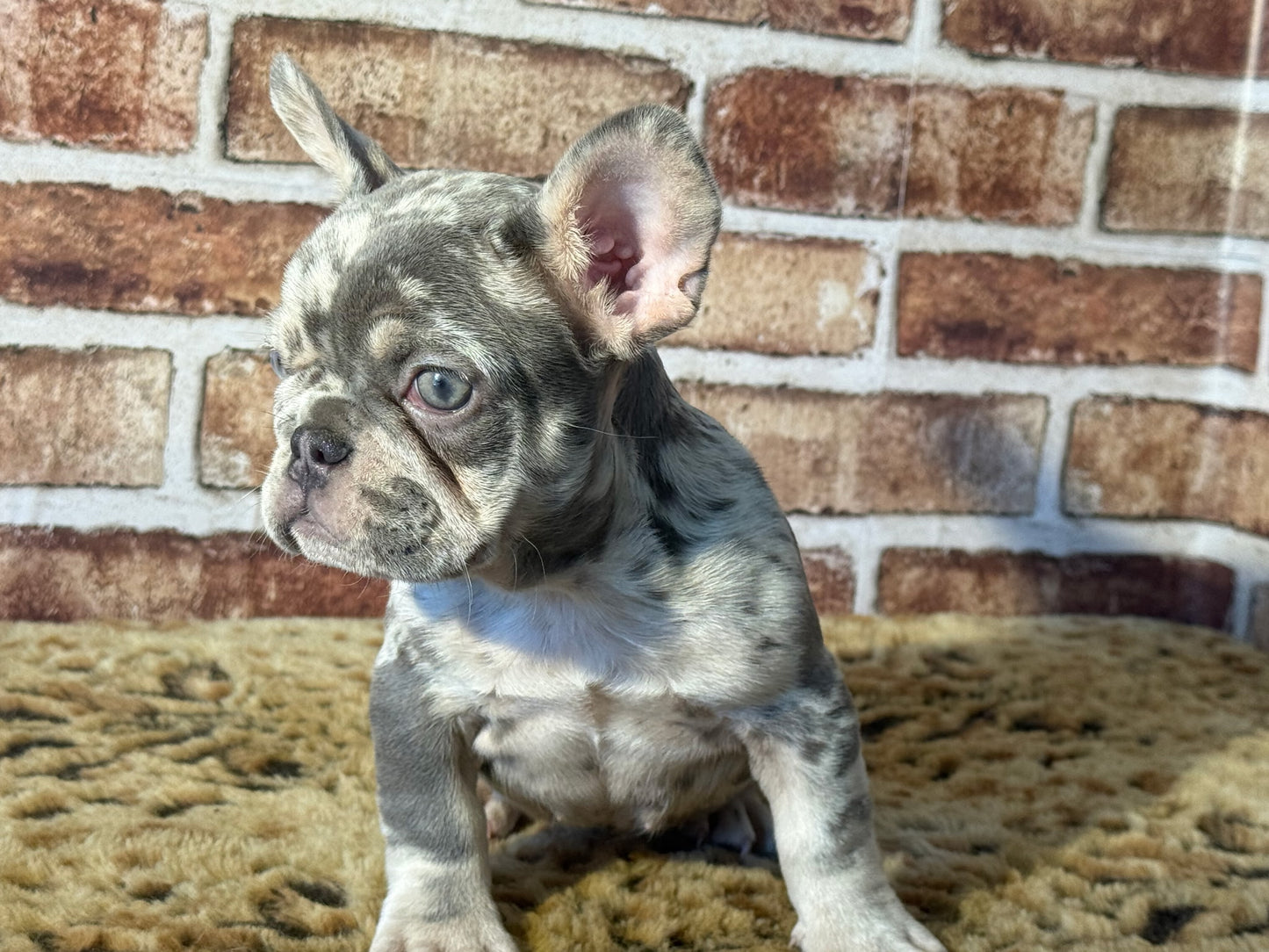 FRENCH BULLDOG