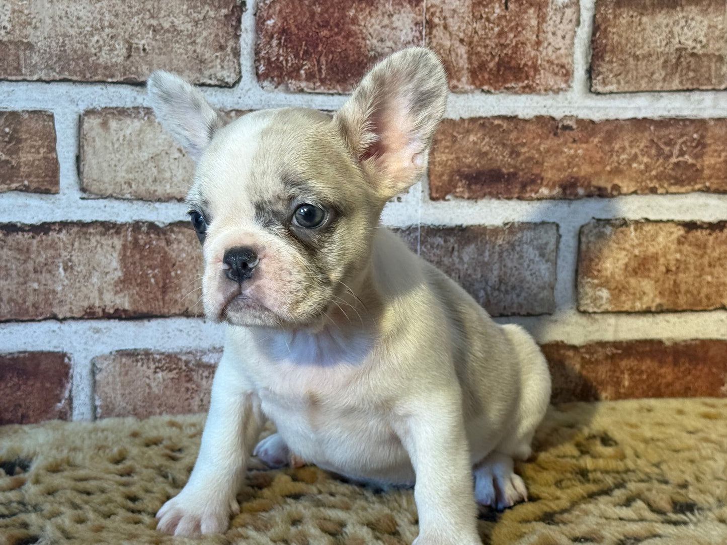 FRENCH BULLDOG