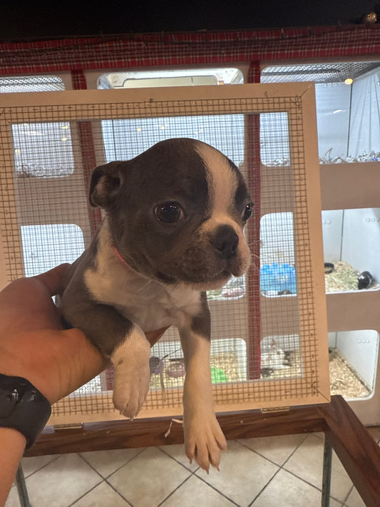 Male\Female Boston Terrier