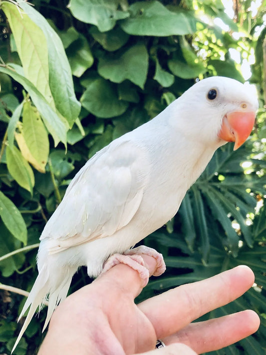 White Indian Ringneck