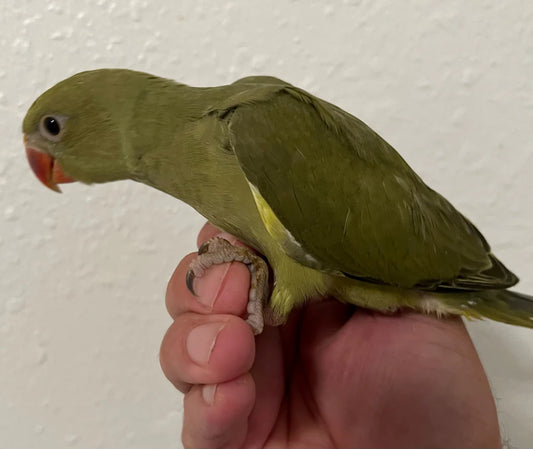 Dark Green Indian Ringneck