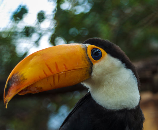 Toucan