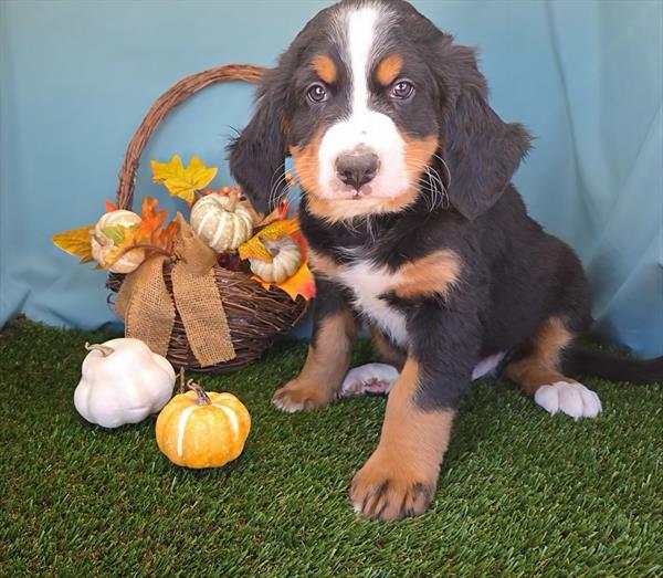 BERNESE MOUNTAIN DOG