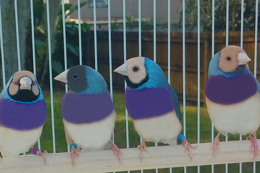 BLUE GOULDIAN FINCH
