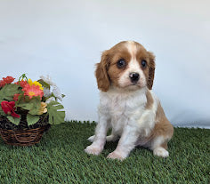 Cavalier King Charles