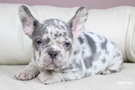 Male Merle Frenchie