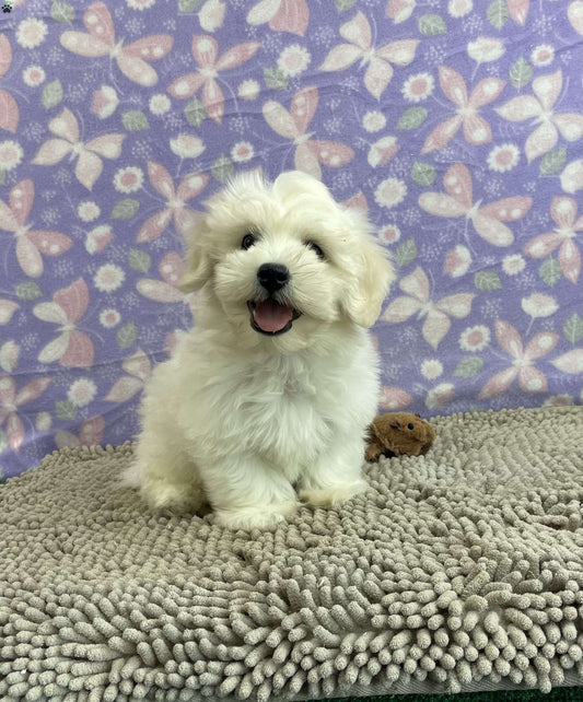 COTON DE TULEAR