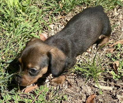 Mini Dachshund