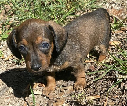 Mini Dachshund