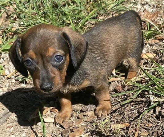 Mini Dachshund