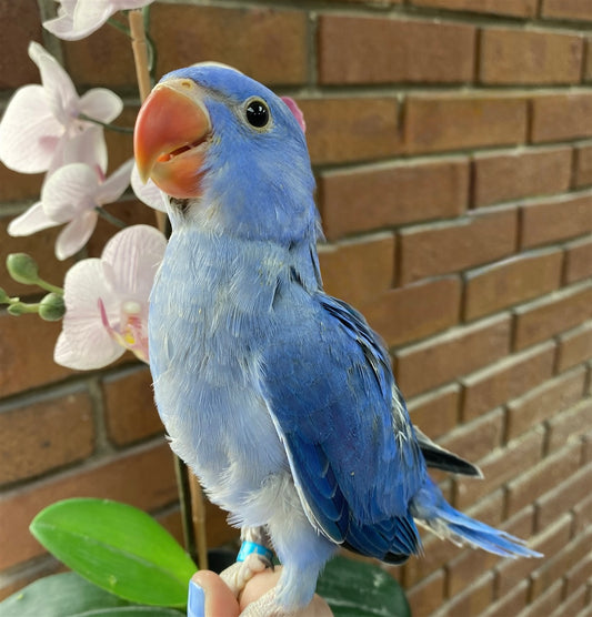 Blue Indian Ringneck
