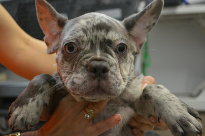 French Bulldog $2,899-$4,299