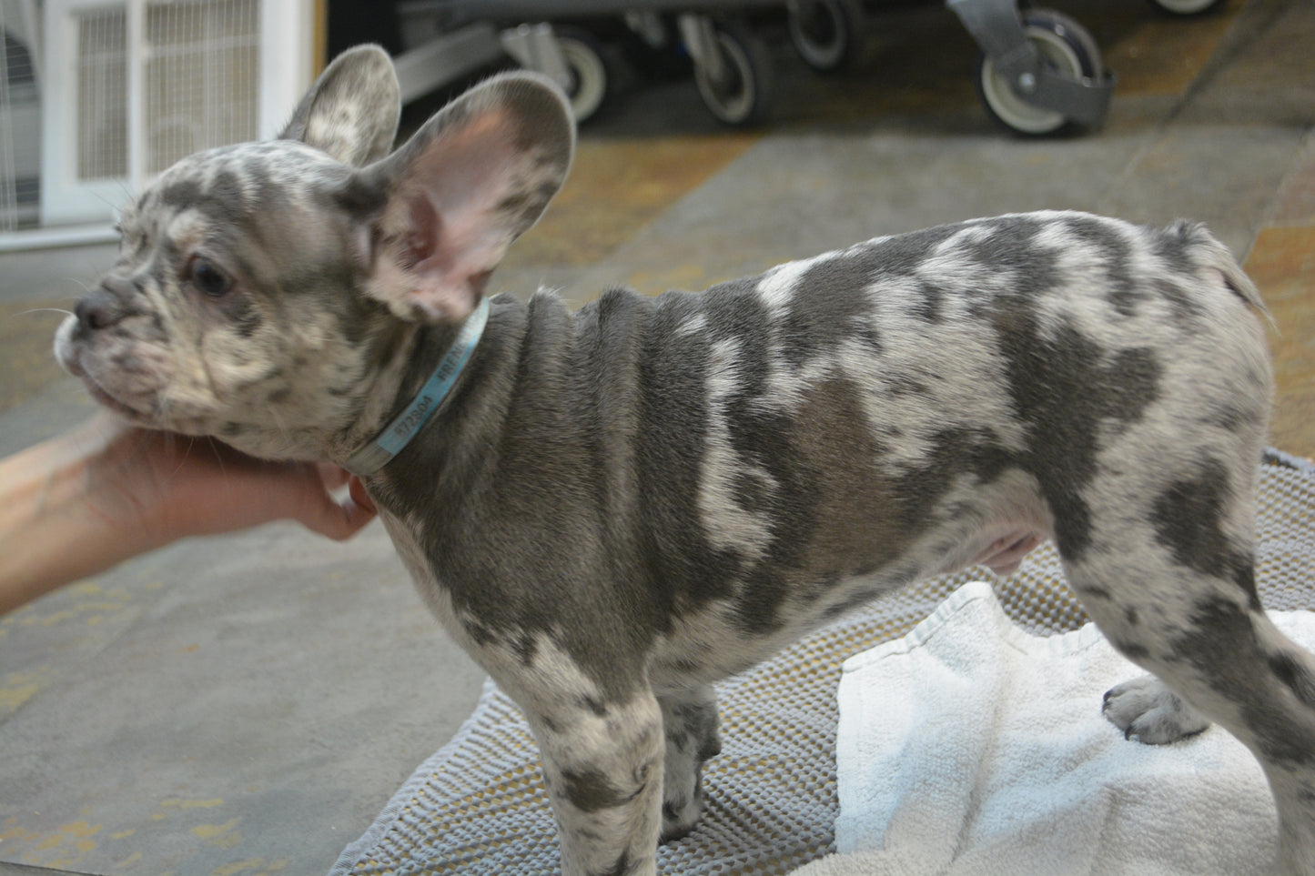 French Bulldog $2,899-$4,299