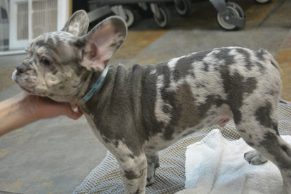 French Bulldog $2,899-$4,299
