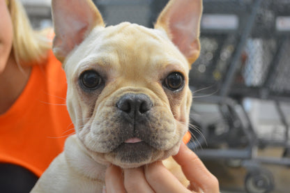 French Bulldog $2,899-$4,299