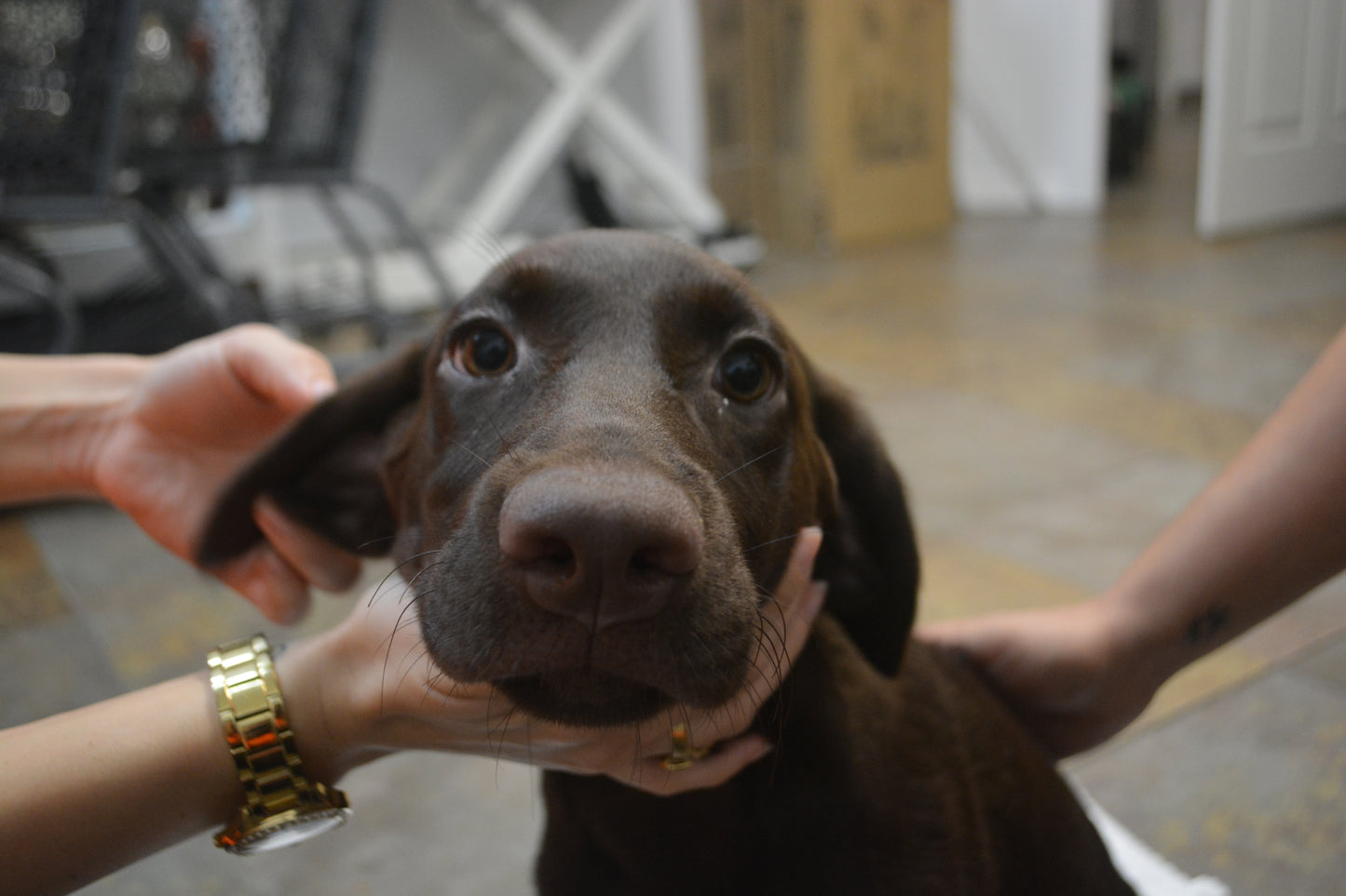 Labrador