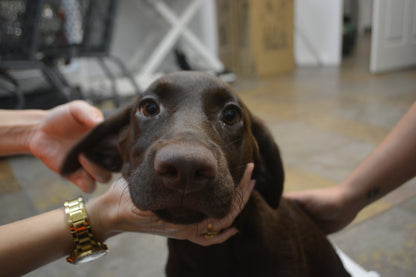 Labrador
