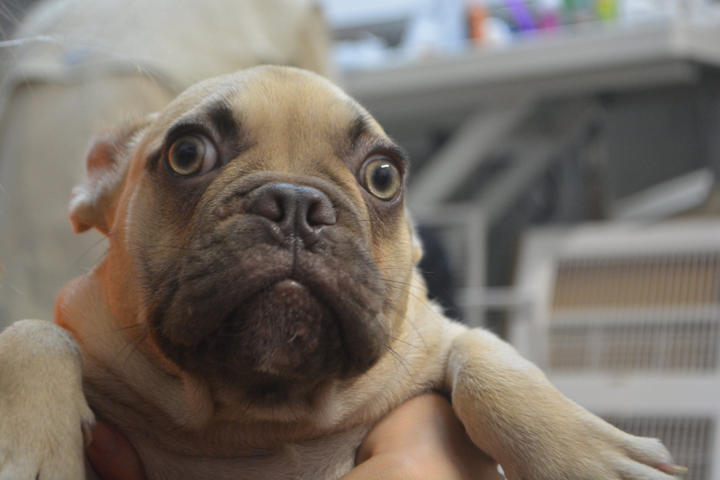 French Bulldog $2,899-$4,299