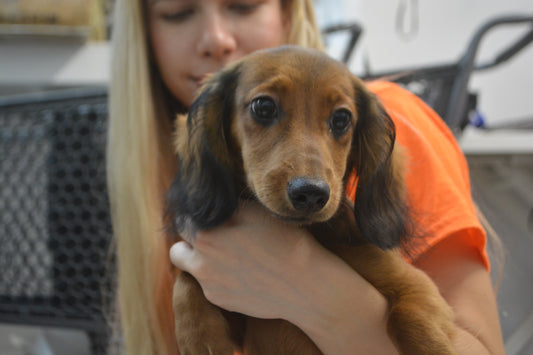 Dachshund
