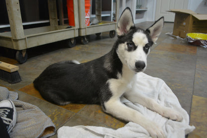 Siberian Husky