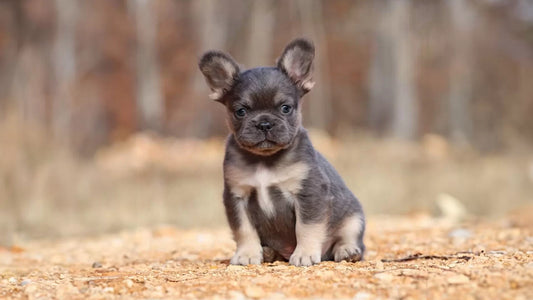 Frenchie Regular Puppies – PET KINGDOM