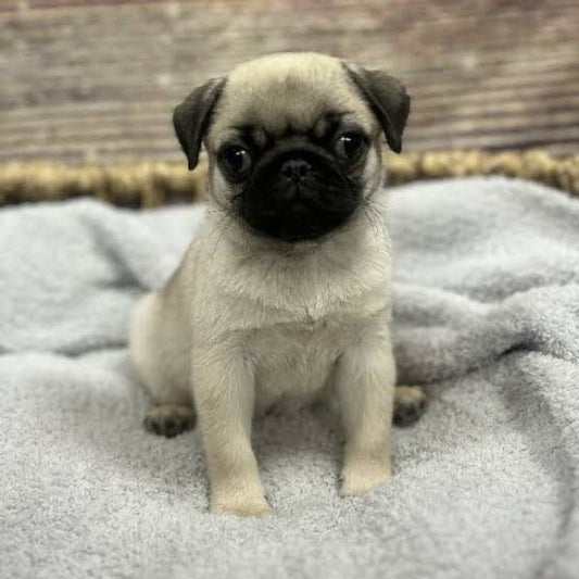 Pug