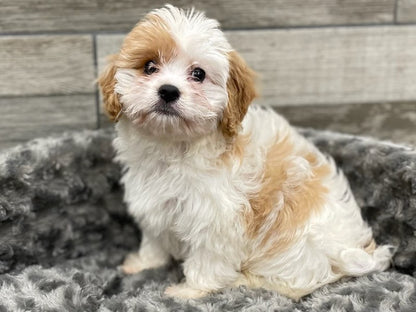 Cavachon